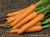 Renee's Garden 'Rotild' Snacking Carrots Organic Seed