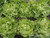 Renee's Garden ' Kagraner Sommer' Heirloom Butterhead Lettuce Organic Seed