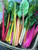 Renee's Garden 'Garden Rainbow' Heirloom Chard Organic Seed