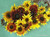 Renee's Garden 'Royal Flush' Ornamental Sunflower Seed