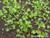 Renee's Garden 'Bac Lieu Cilantro' Vietnamese Heirloom Seed