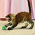 Kong Active Tennis Ball Cat Toy