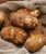 Norkota Russet Seed Potato, 5lb