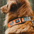 Hurtta Weekend Warrior Collar Orange