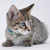 Li'l Pals Elasticized Safety Kitten Collar with Jeweled Bow, 3/8" X 08"