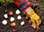 Planting Fall Bulbs Class - Sept 26th @10am