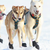 Howling Dog Skijor Distance Harnesses