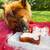 Dog Birthday Cake Kit- Red Velvet Cake Mix, Icing Mix, and One Candle