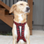 Howling Dog Hound Harness