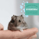Oxbow Essentials Hamster & Gerbil Food, 1lb