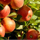 Down to Earth Organic Fruit Tree Fertilizer Mix 6-2-4, 5lb