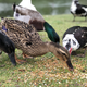 Happy Hen Treats Duck Pond Medley
