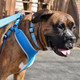 Comfort Soft Reflective Wrap Adjustable Dog Harness, Blue Lagoon