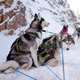 Howling Dog Skijor Standard Harness