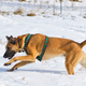Howling Dog Skijor Distance Harnesses