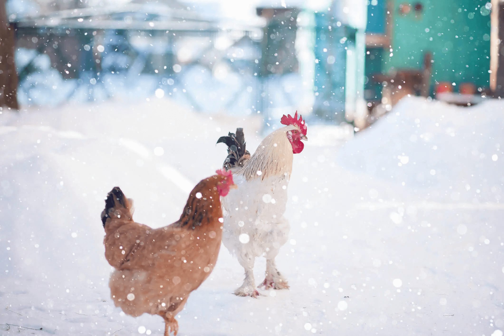 Winter Care for Chickens Alaska Mill and Feed