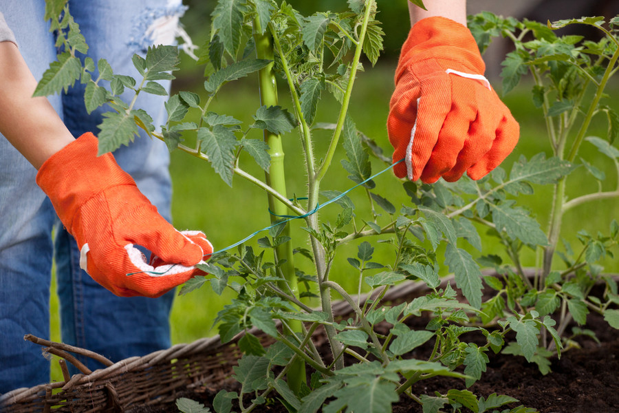 tying tomato plants to stakes