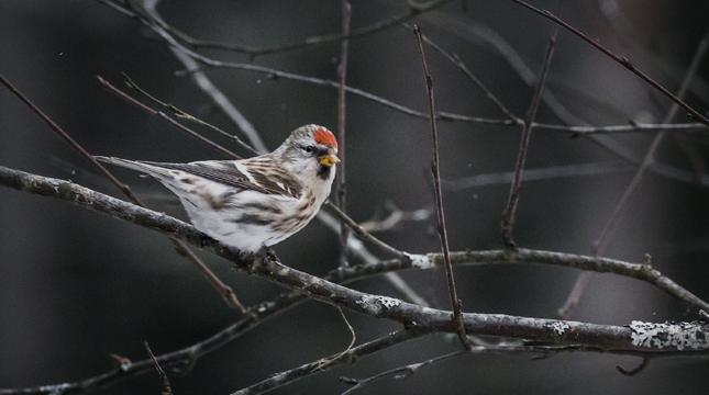 wild-bird-tips.jpg