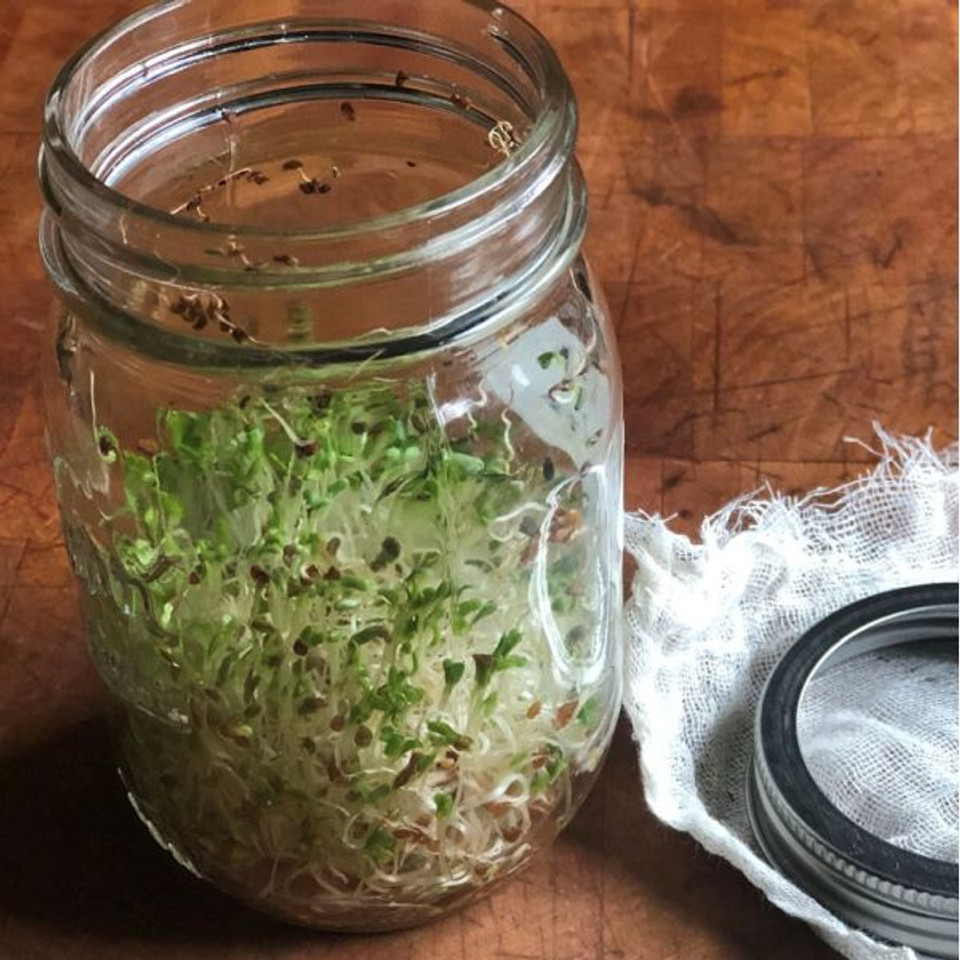 How to Grow Sprouts at Home
