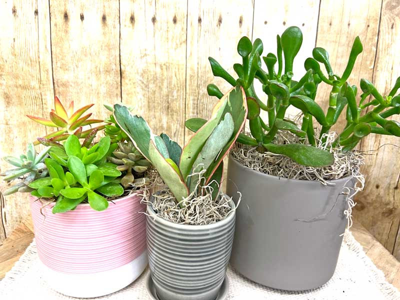 Refreshing Home-3 varieties of foliage in pots