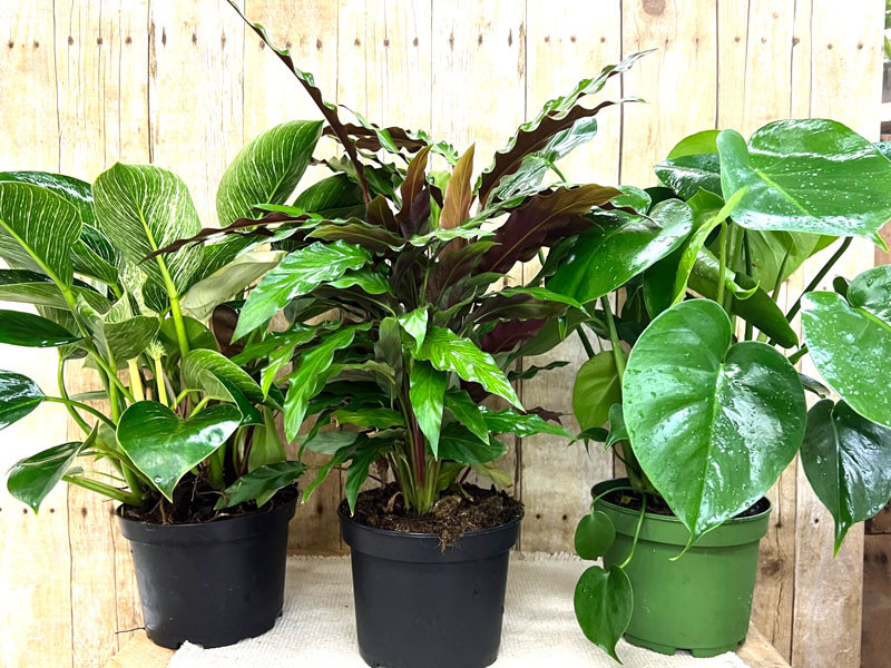 Refreshing Home-3 varieties of foliage in pots