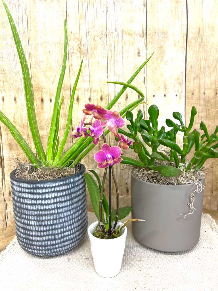 Refreshing Home-3 varieties of foliage in pots