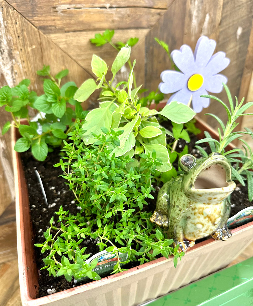 Minty Herb Garden Delight