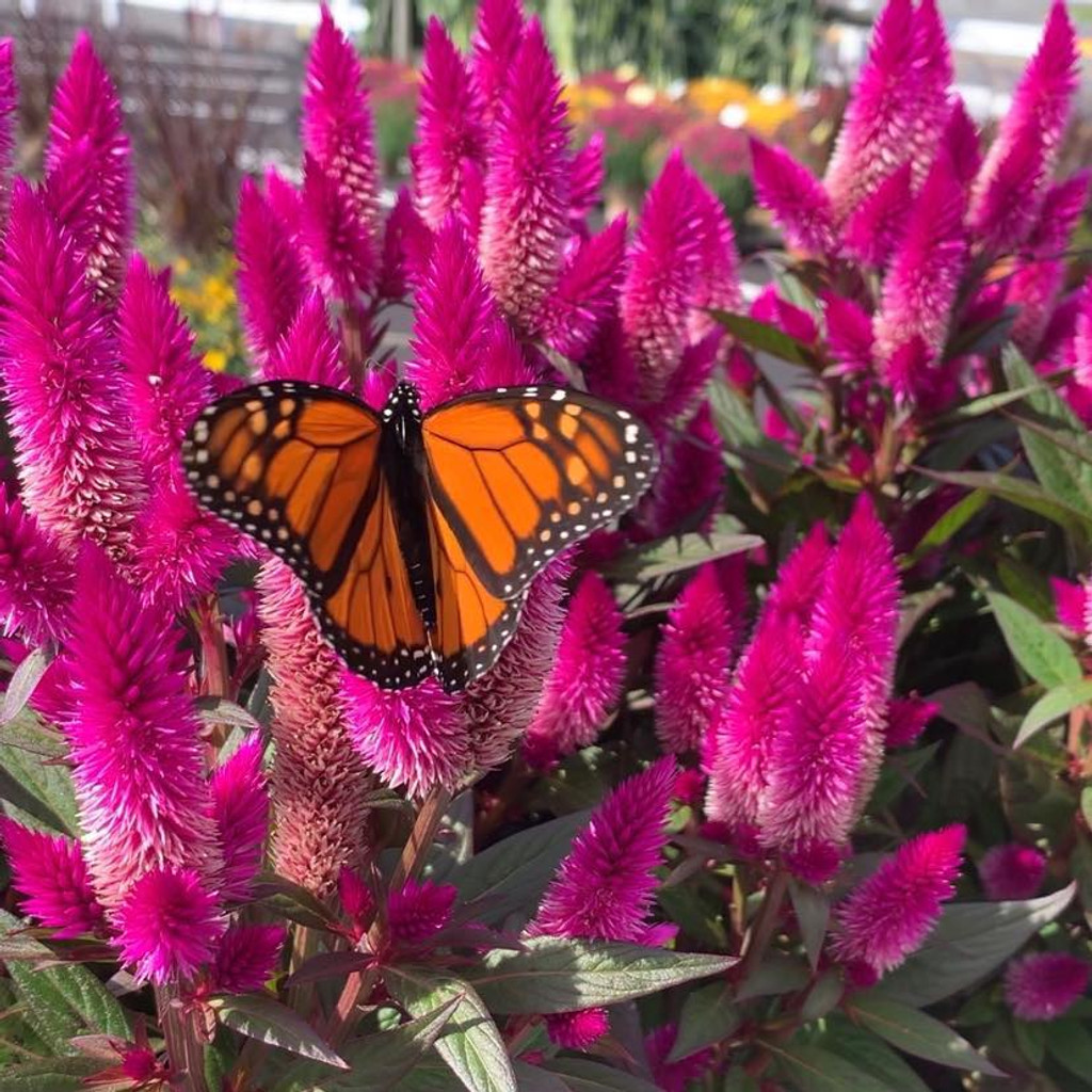 Attracting Butterflies