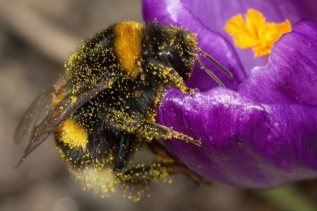 Attracting Bees to your Garden the safe way