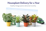 houseplant delivery subscription with monstera pothos snake plant monthly delivery service