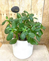 Harmony Potted Jade Plant