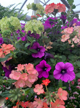 2 Decorated Hanging Baskets