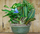 Dish Garden in Container