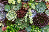 Designer Succulent Garden