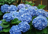 HYDRANGEA CARE: PRUNING HYDRANGEA VARIETIES