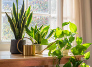 House Plants that are Good for your Home