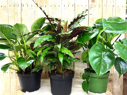 Refreshing Home-3 varieties of foliage in pots