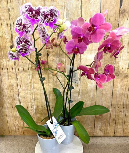 Orchid Garden