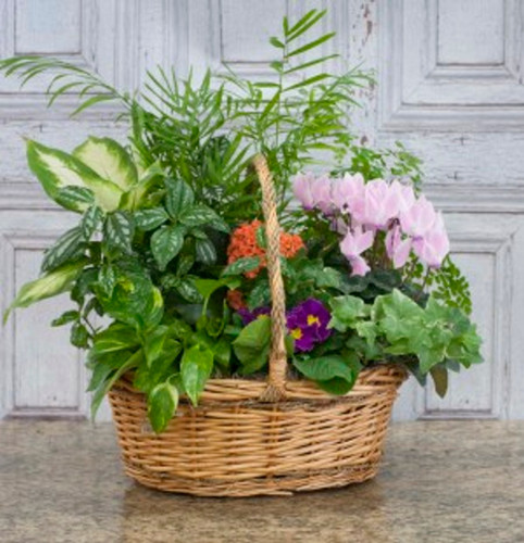 European Flowering Dish Garden Basket