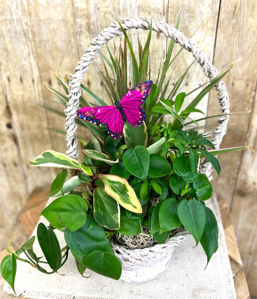 Dish Garden in Basket