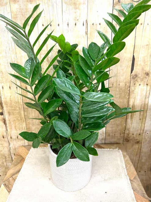 Foliage Plant in container