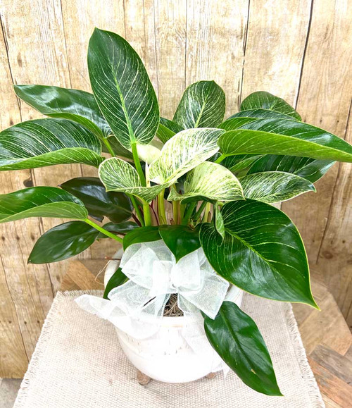 Modern Foliage Plant