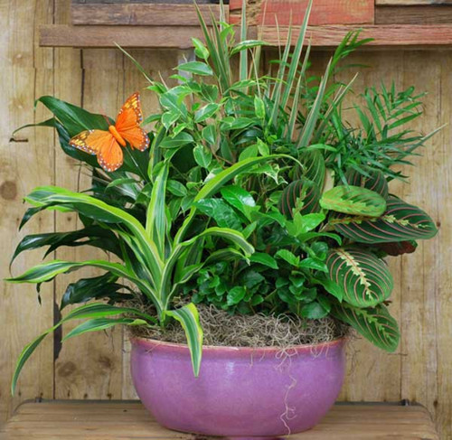 Dish Garden in Container