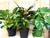 Refreshing Home-3 varieties of foliage in pots