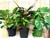 Foliage Plant in container