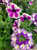 2 Decorated Hanging Baskets