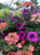 2 Decorated Hanging Baskets