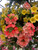 2 Decorated Hanging Baskets