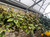 Decorated Foliage Hanging Baskets