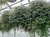 Decorated Foliage Hanging Baskets